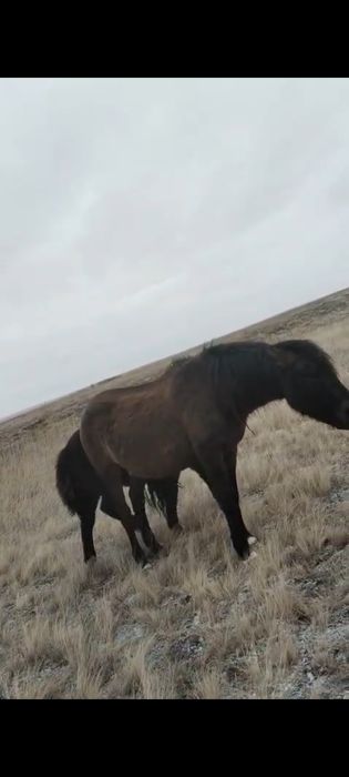 Продам кобылу с жеребенкам