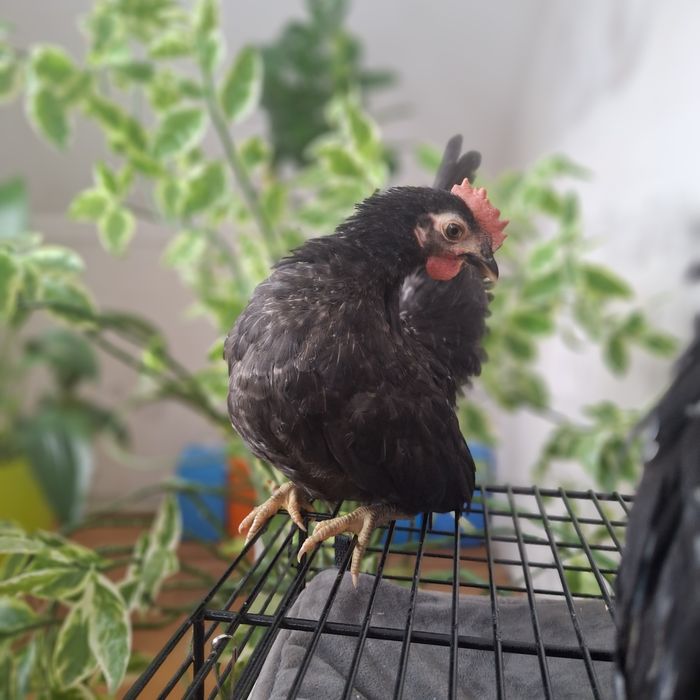 Куры породы шабо