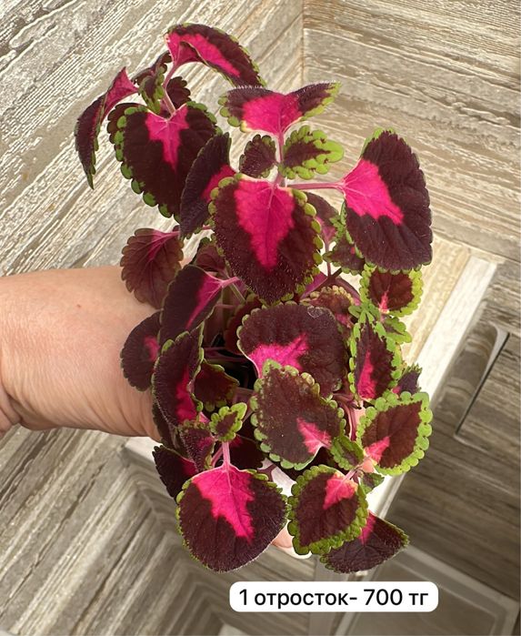 Отростки колеусов