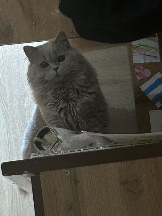 Продам кота пол мужской