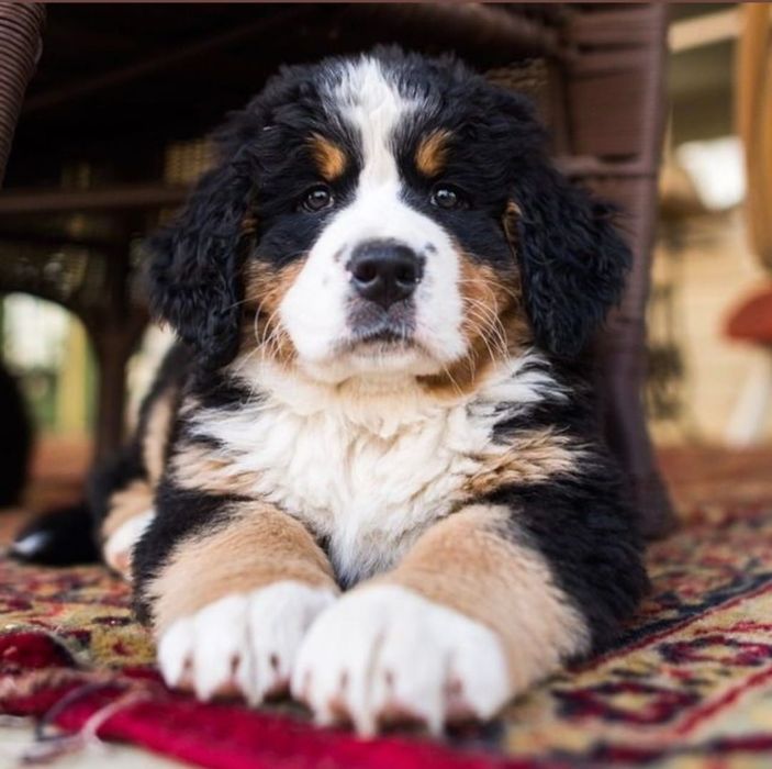 Ciobănesc de Berna F