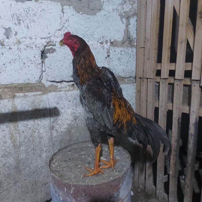 Джужа 30 мая  Корейц  китай