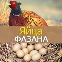 Кавказ қирговул тухуми сотилади, донаси 20.000 сўм.