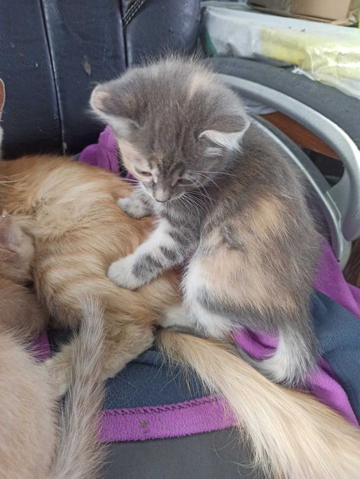 Котята бесплатно