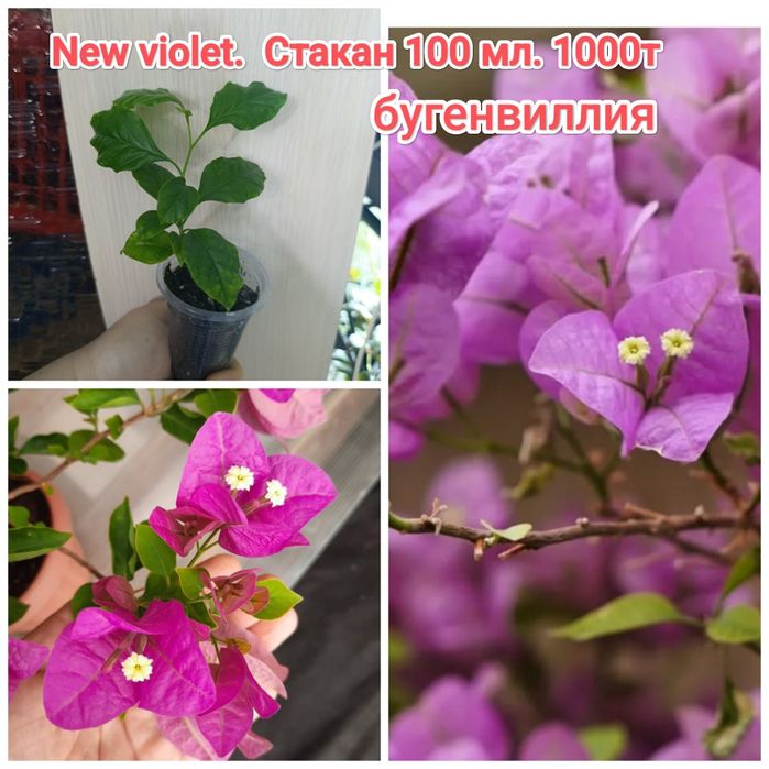 Традесканция и др  растения