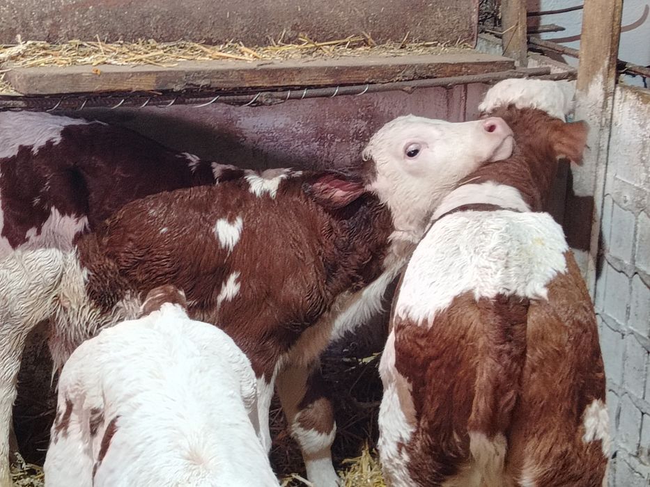 Taurasi  și vitele baltati