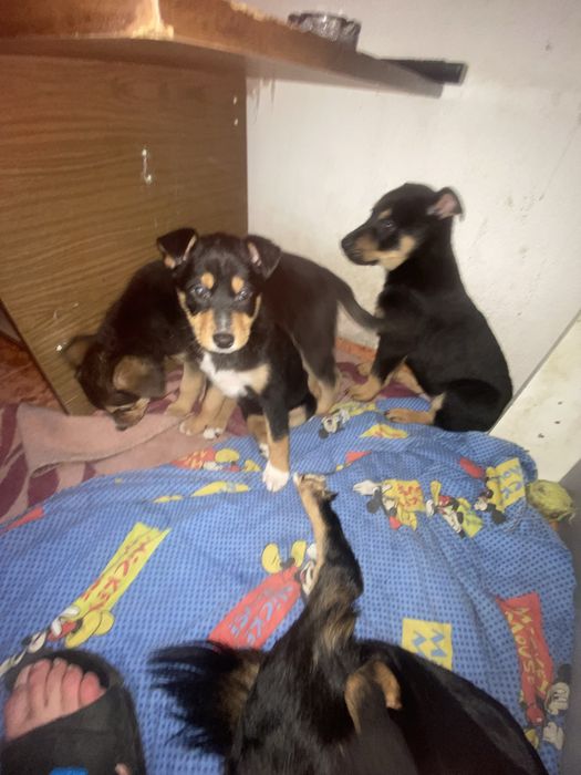 Подарявам кученца на два мевеца