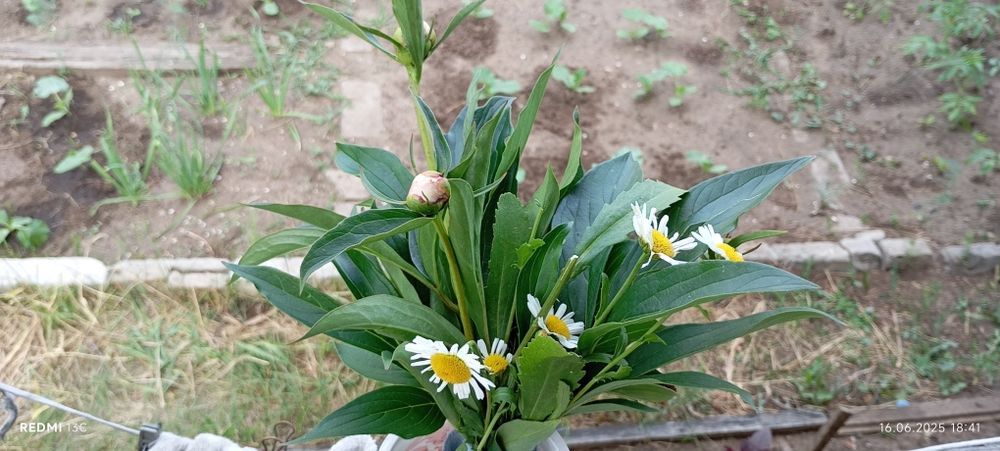 Продам дачу вобществе " садовод строитель"