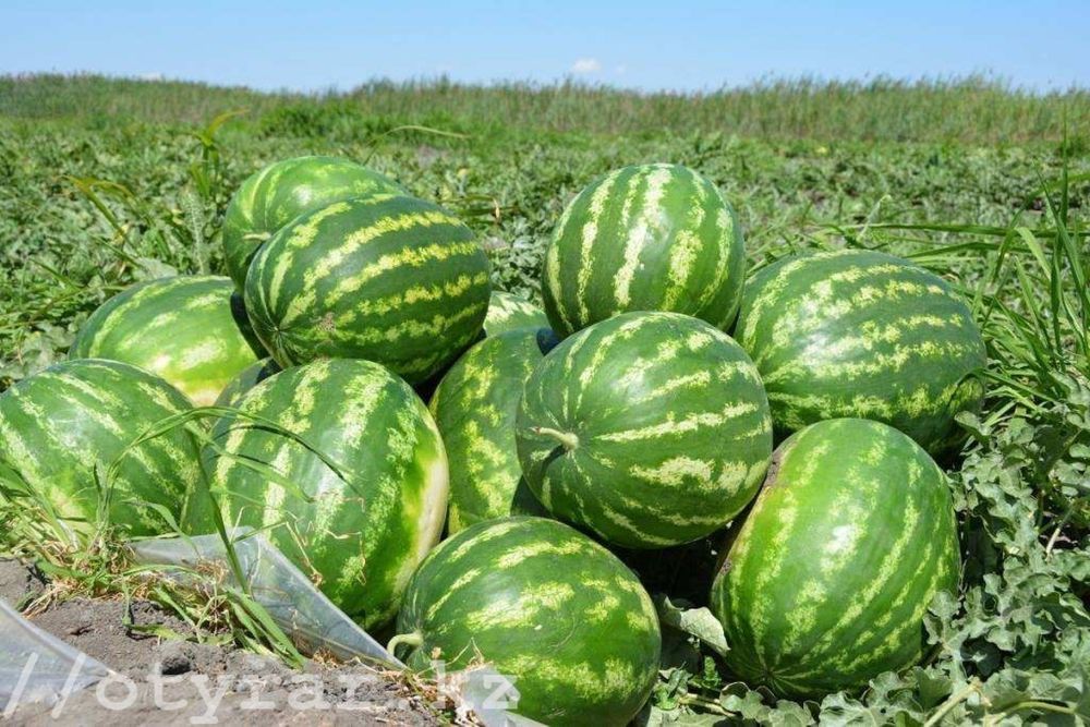 арбузы свежие с поля