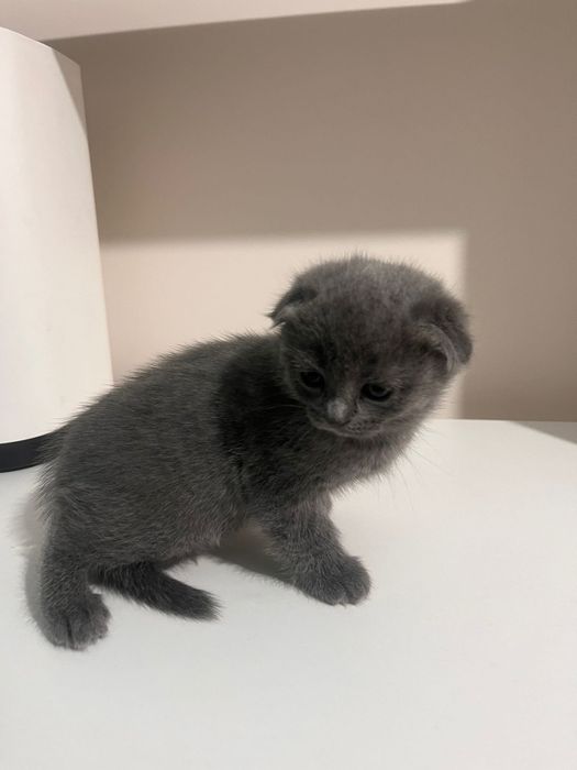 Продам не дорого котят