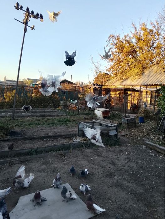 Голуби Николаевские