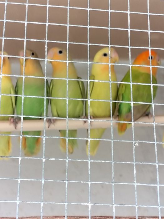 Papagali agapornis și peruși