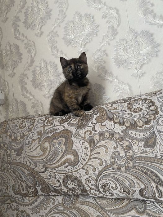 Отдам котенка девочку