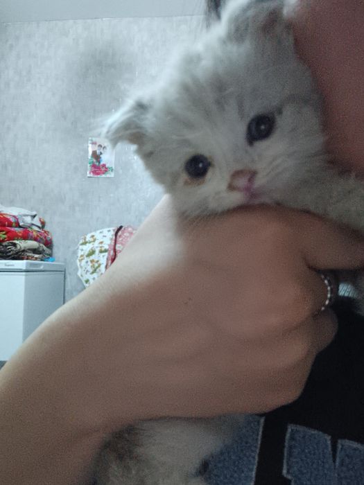 шотландский вислоухий котенок