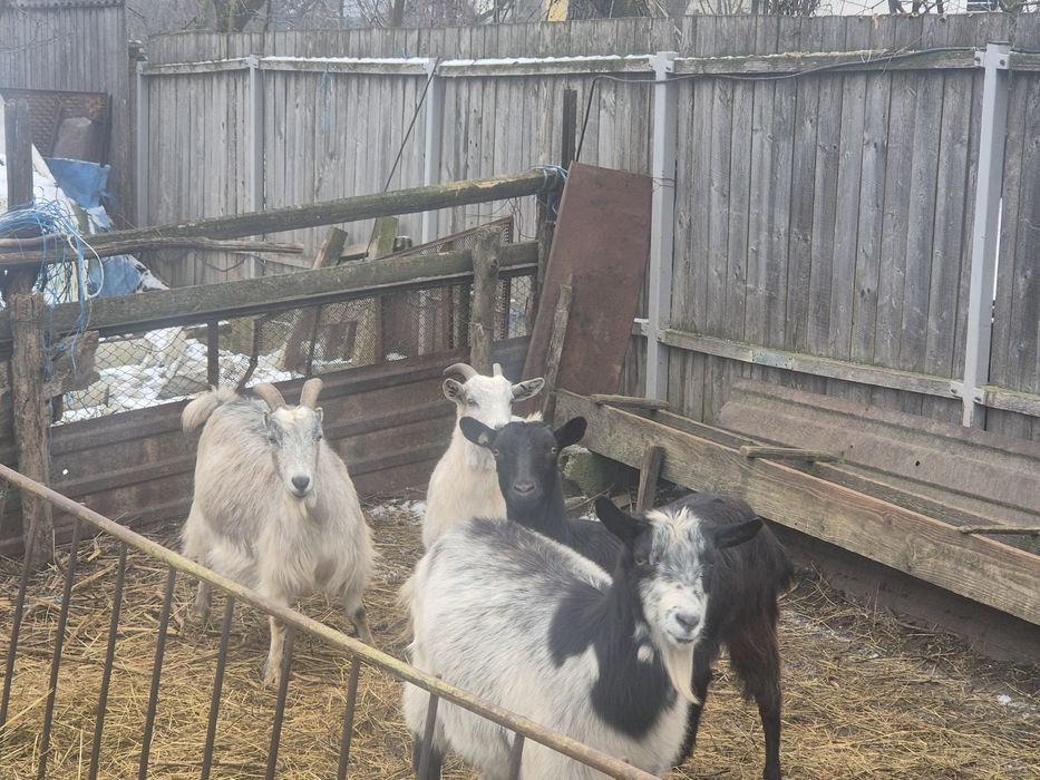 Vand      capre gestante