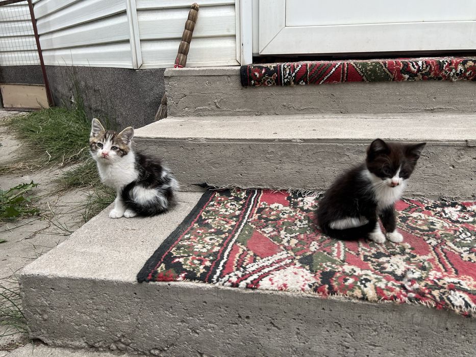 Отдам котят добрым людям