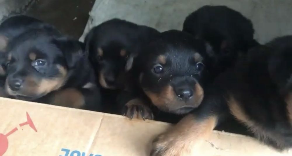 Продам шенков ротвейлера