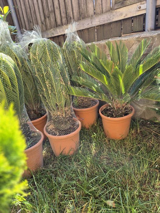 Plante ornamentale diferite specii si dimensiuni livrare gratuita în toată România