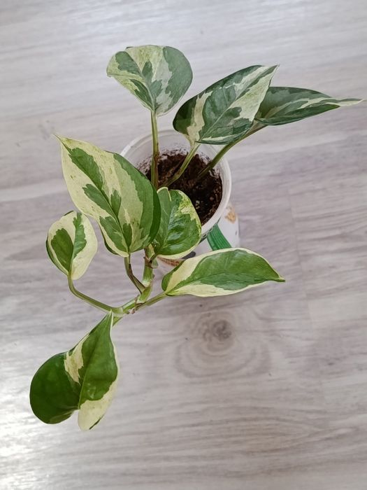 Продам домашние растения