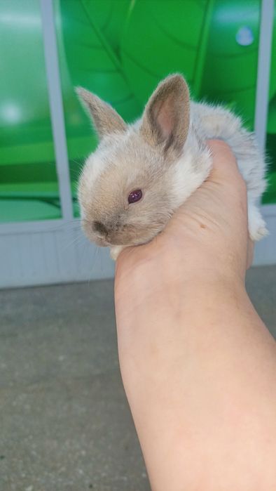 Карликовые кролики