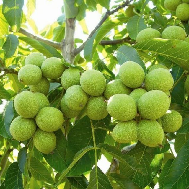 Мевали кучатлар карлик ва полкарлик сифатига суртига 100% кафолат бера