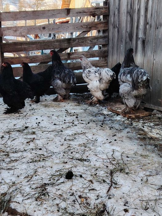 Cocosi brahma   tineret