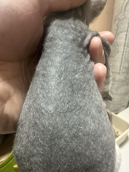 Донской сфинкс мальчик