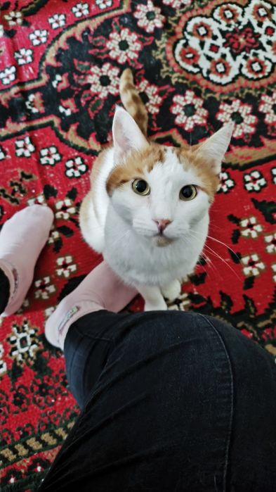 Кот в добрые руки