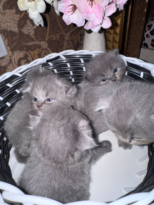 Скоттиш фолд котята.