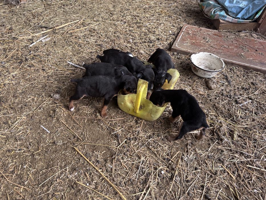 Ягдтерьер күшіктер сатылады