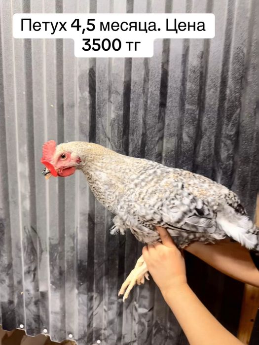 Продам молодых петухов