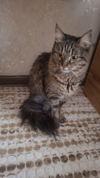 Бесплатно  одамм