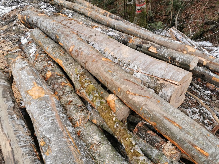 Lemn de FOC esenta tare Fag