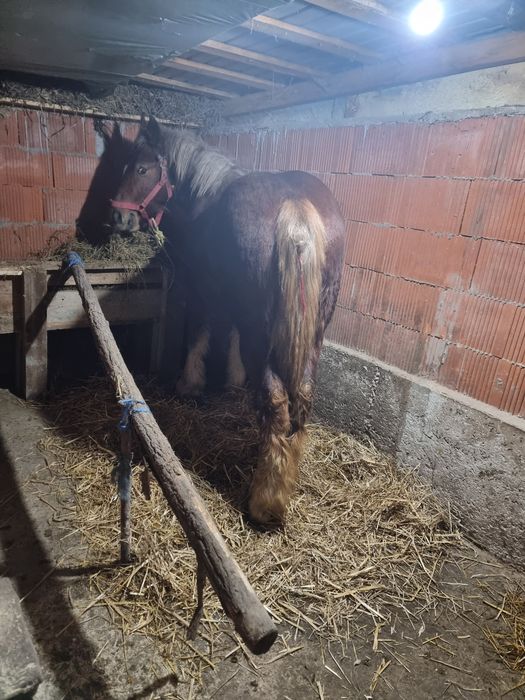 De vanzare harmasar de 8 luny