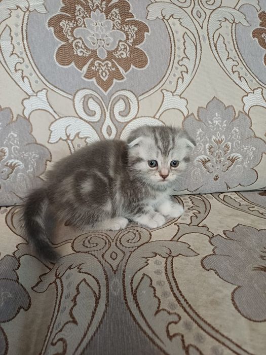 Котята мраморные шотландцы