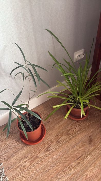 Цветы для офиса и дома.