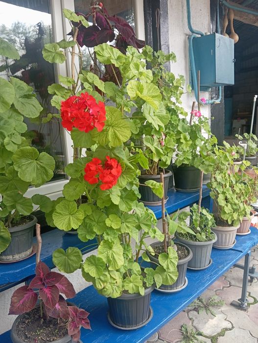 Продам герань ,разные цвета ,отростки