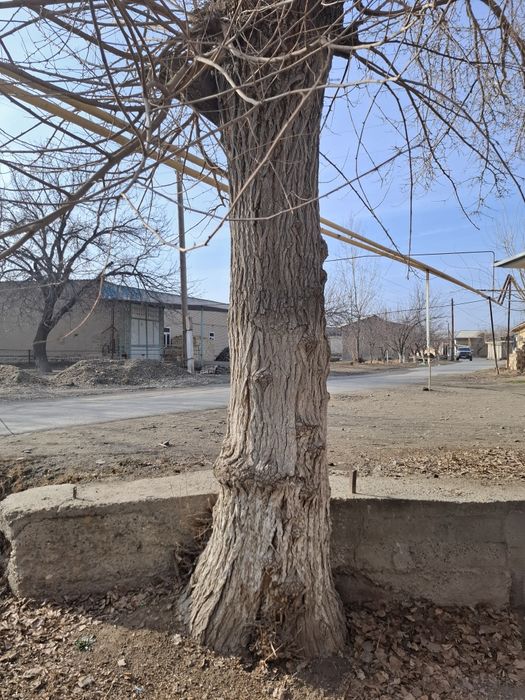 Tut daraxti sotiladi