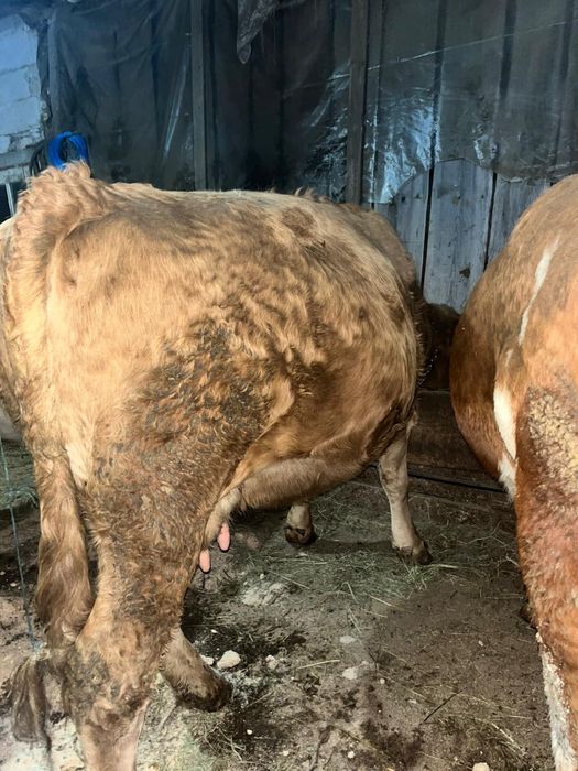 Vând vaci bălțate