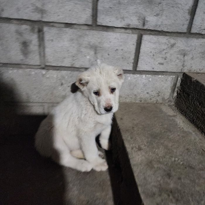 щенки алабая. белые.