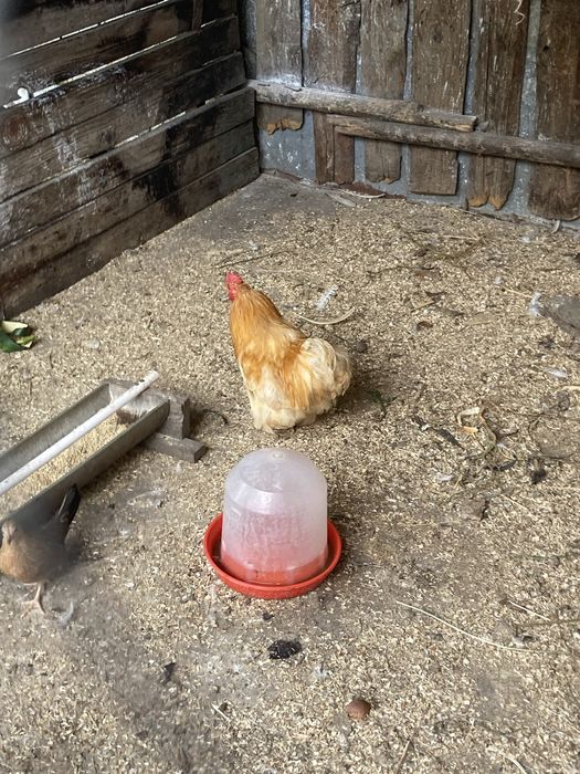 Porumbei gusati si cochincina schimb