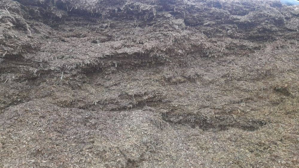 Силос кукурузный