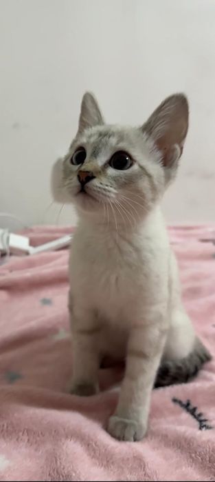 Продам кошечку котенок кошка