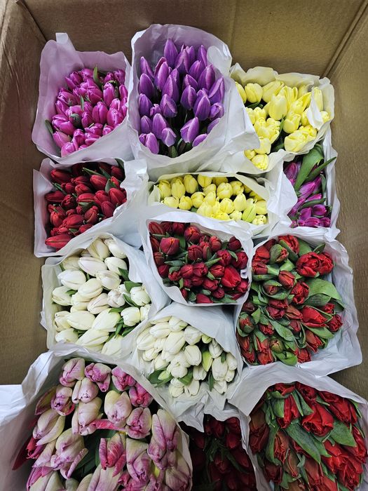 Тюльпаны оптом к 8 марта, срезка тюльпанов