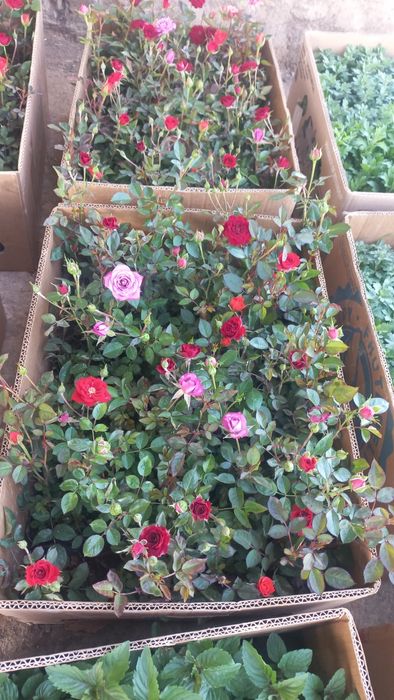 Розы оптом        .