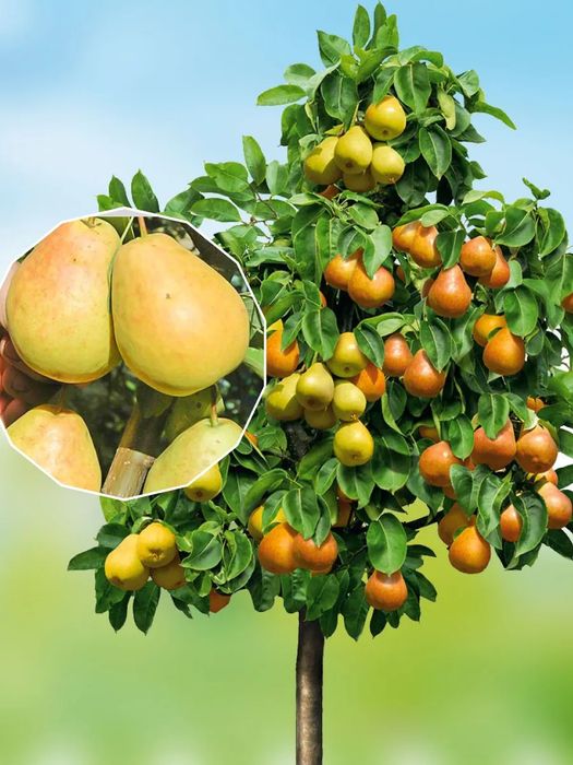 Саженцы плодовых деревьев