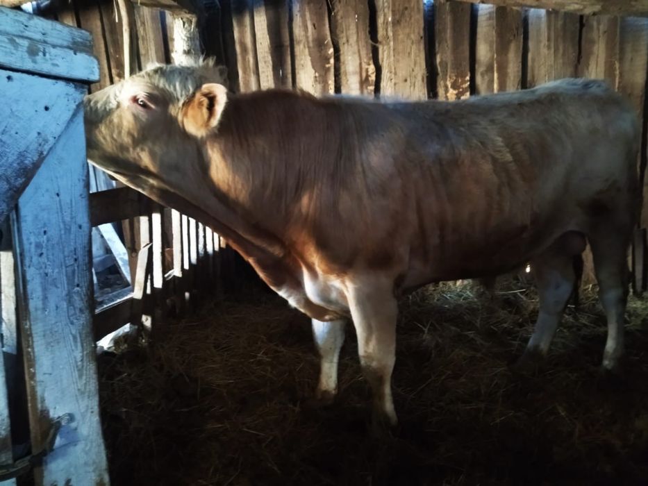 Бычки производители