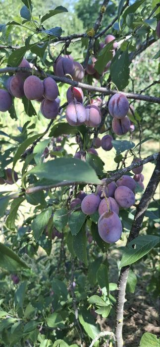 Prune de vanzare
