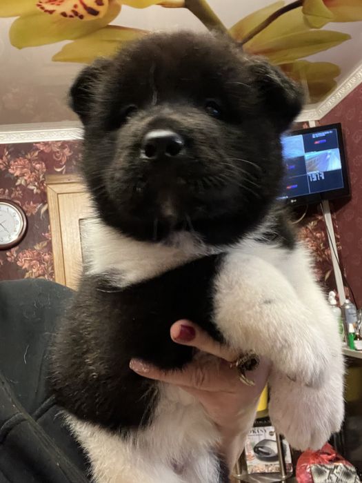 Щенки американской акиты