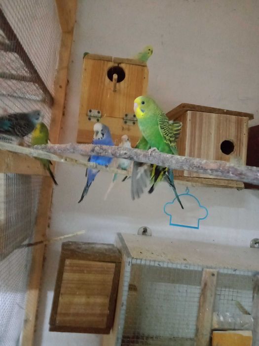 Продаются попугаи, канарейки.